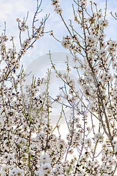 Almond tree blossom branches stretching to the sky