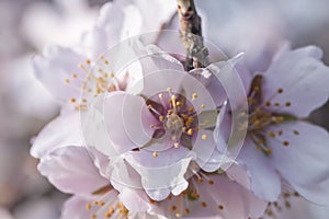 Almond tree blossom close up photo