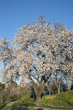 Almond Tree in Blossom, Dehesa de la Villa Park, Madrid