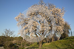 Almond Tree in Blossom, Dehesa de la Villa Park, Madrid