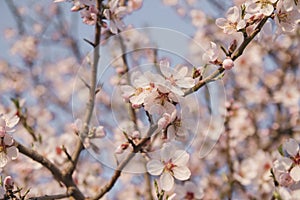 Almond tree blossom in early spring photo