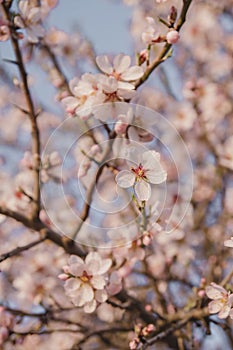 Almond tree blossom in early spring photo