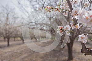 Almond tree blossom flower and branches close up over grove background early spring seasonal plant