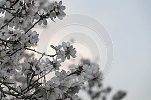 Almond tree blossom on left blue sky copy space closeup