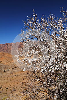 Almond tree blossom in Morocco
