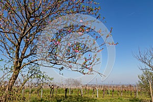 Almond tree blossom palatinate