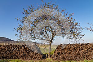 Almond tree blossom palatinate