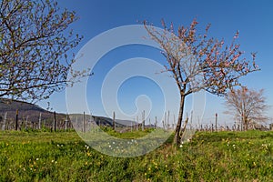 Almond tree blossom palatinate