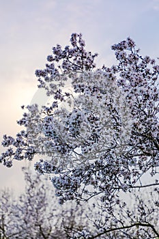 Almond tree blossom in purple tones