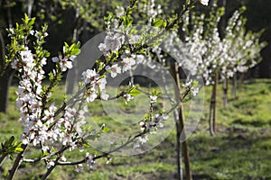 Almond Tree Blossom, Quinta de los Molinos Park; Madrid