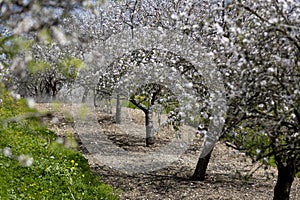 Almond tree blossom spring 2024 in Israel north