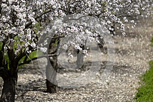 Almond tree blossom spring 2024 in Israel north
