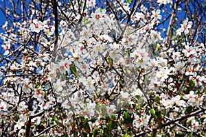 Almond tree blossom