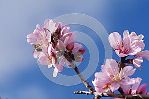 Almond tree blossoms