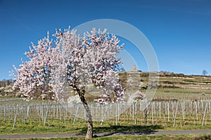 Almond tree blosson at the german wine route