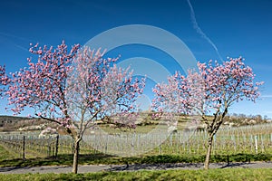 Almond tree blosson at the german wine route