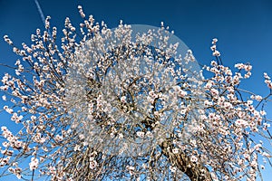 Almond tree blosson at the german wine route