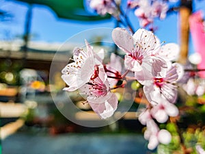 Almond tree branch Prunus dulcis flower