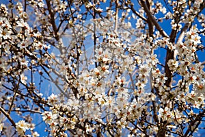 Almond tree branch with white flowers