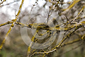 Almond tree branches covered with moss