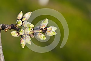 Almond tree buds