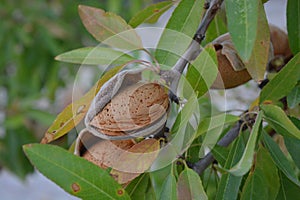 Almond on tree, close-up of nut in hull