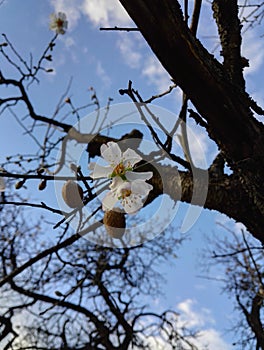 Almond tree