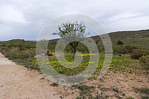 Almond tree on a field of flowers