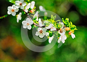 Almond tree flower