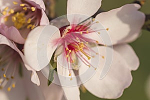 Almond tree flower close up photo