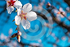 Almond tree flower closeup. Spring blooming flower. Prunus dulcis flowers