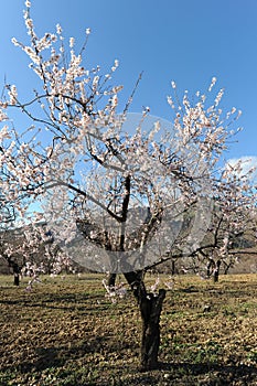 Almendras un árbol en flor el valle 