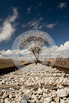 Almond tree in flower occupying some old railroad tracks