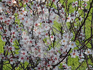 Almond tree in flowering, lerida, spain, europe