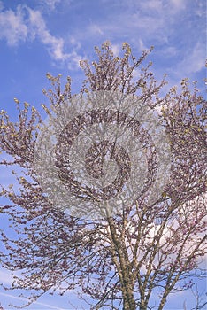 Almond tree in the flowering season