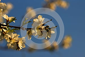 Almond tree flowers blooming Binyamina Israel