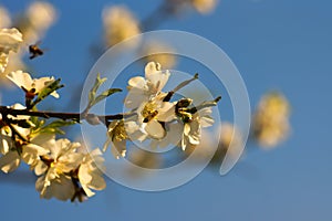 Almond tree flowers blooming Binyamina Israel