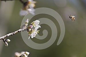 Almond tree flowers, blue sky, spring background