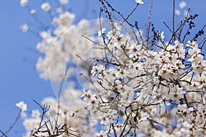 Almond tree flowers on blue sky. Spring season