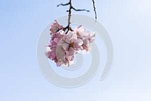 Almond tree flowers on blue sky. Spring season