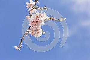 Almond tree flowers on blue sky. Spring season
