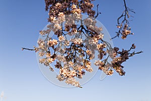 Almond tree flowers on blue sky. Spring season