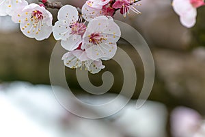 Almond Tree Flowers in a Cloudy Day