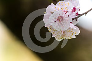 Almond Tree Flowers in a Cloudy Day