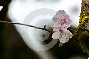 Almond Tree Flowers in a Cloudy Day