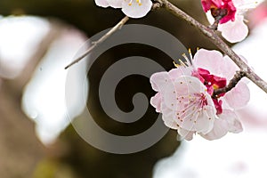 Almond Tree Flowers in a Cloudy Day