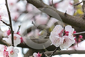Almond Tree Flowers in a Cloudy Day