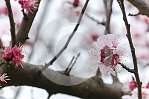 Almond Tree Flowers in a Cloudy Day