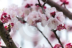 Almond Tree Flowers in a Cloudy Day