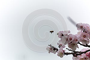 Almond Tree Flowers in a Cloudy Day